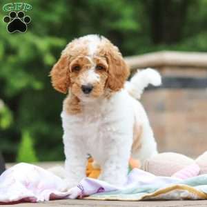 Millie, Standard Poodle Puppy